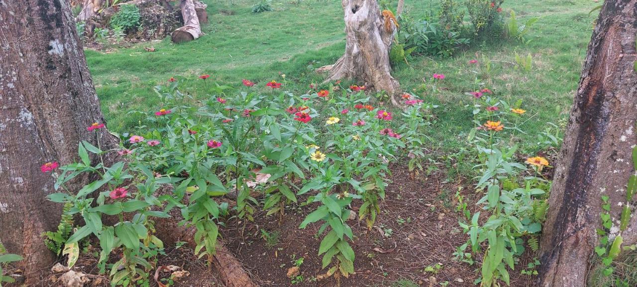 Andnindot Garden Resort أندا المظهر الخارجي الصورة