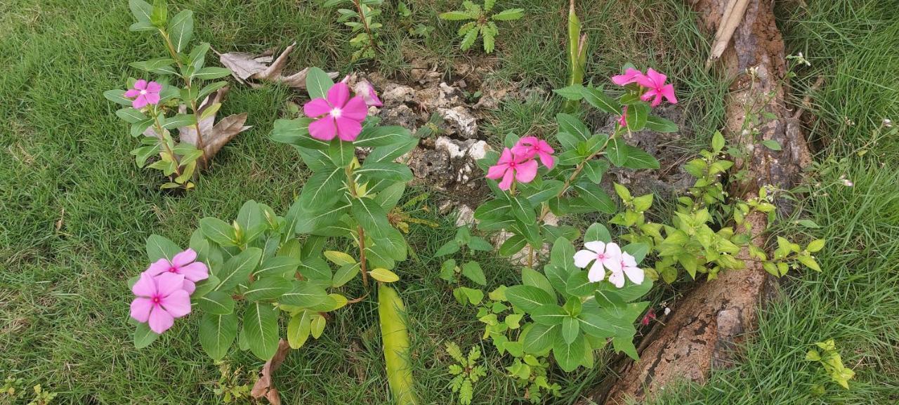 Andnindot Garden Resort أندا المظهر الخارجي الصورة